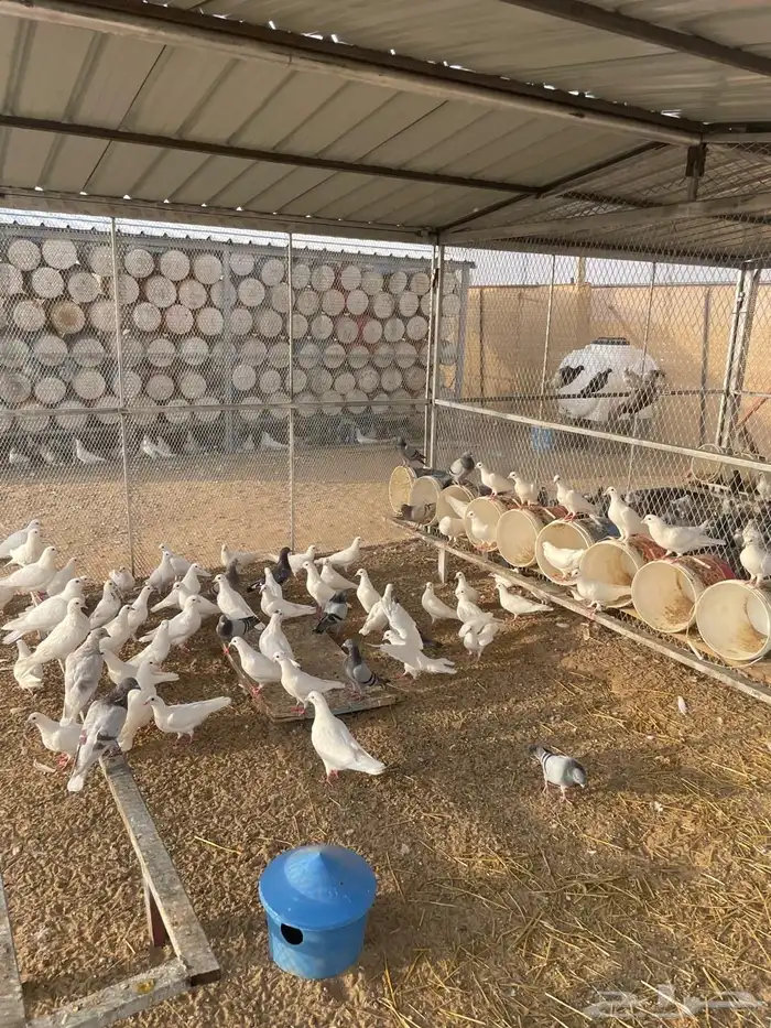 حمام فرنسي للبيع مع شبوك بقلاوة 2