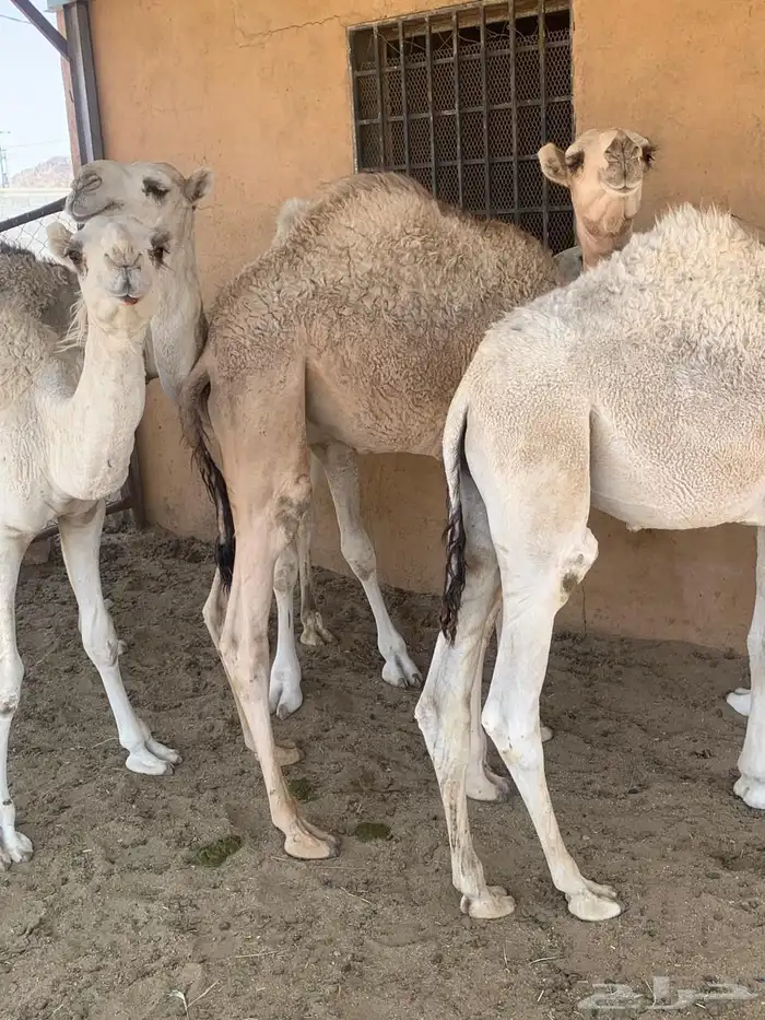 قعدان بريه للبيع 2