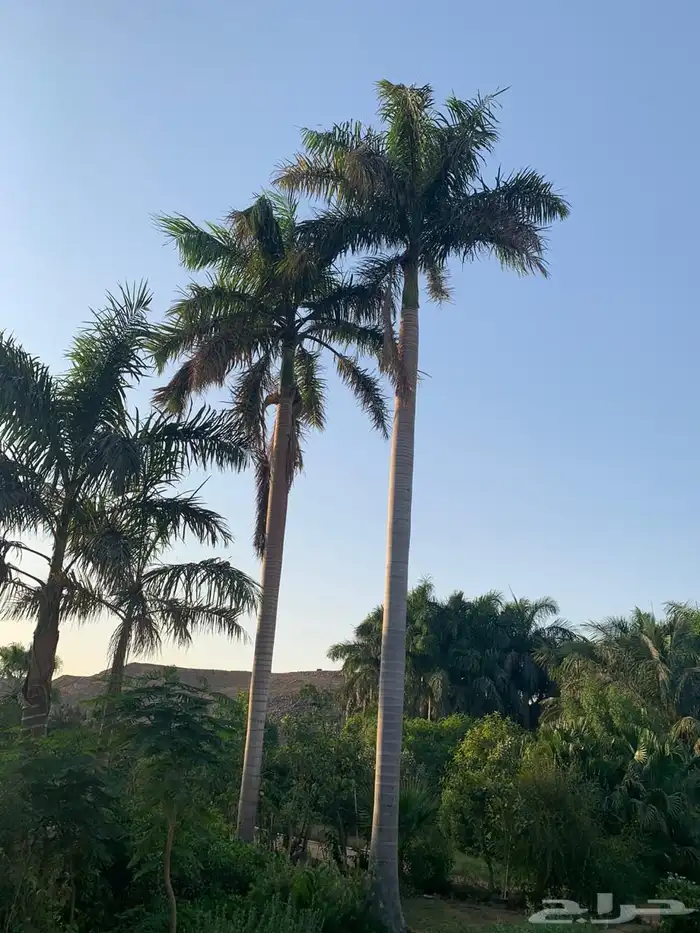 شجر زيون اشجار الزيتون 5