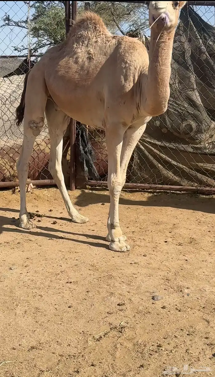 قعود 1