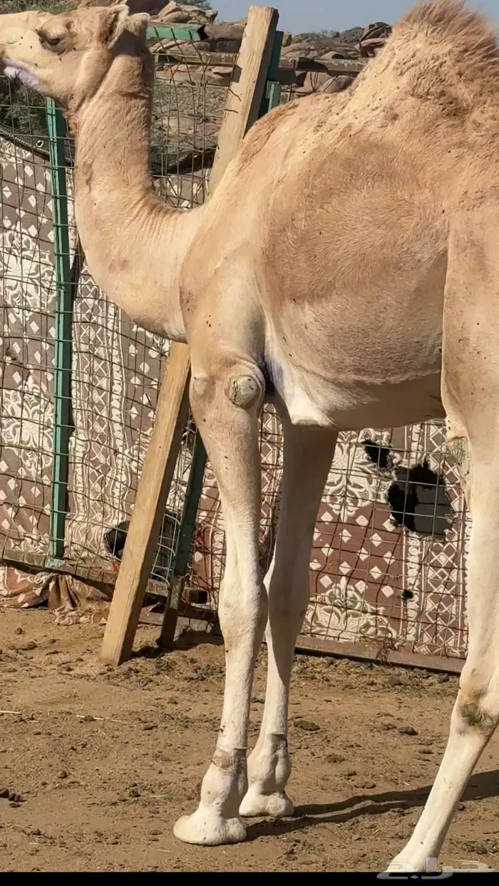 قعود 0