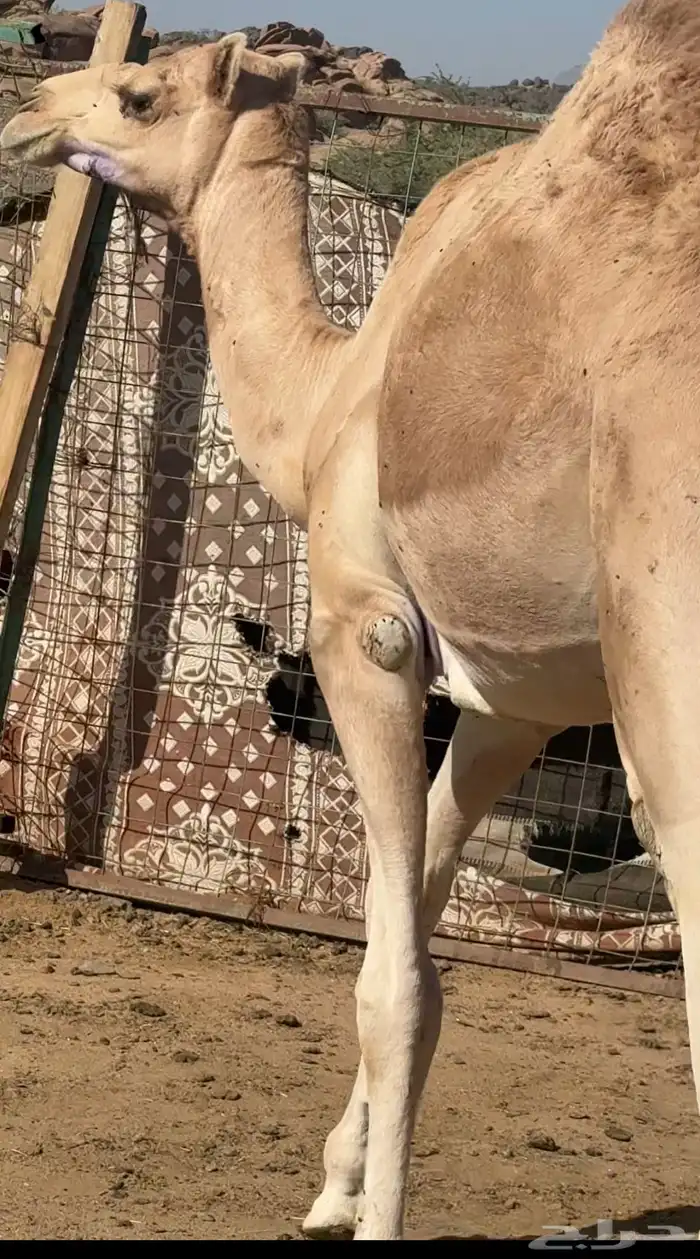 قعود 3