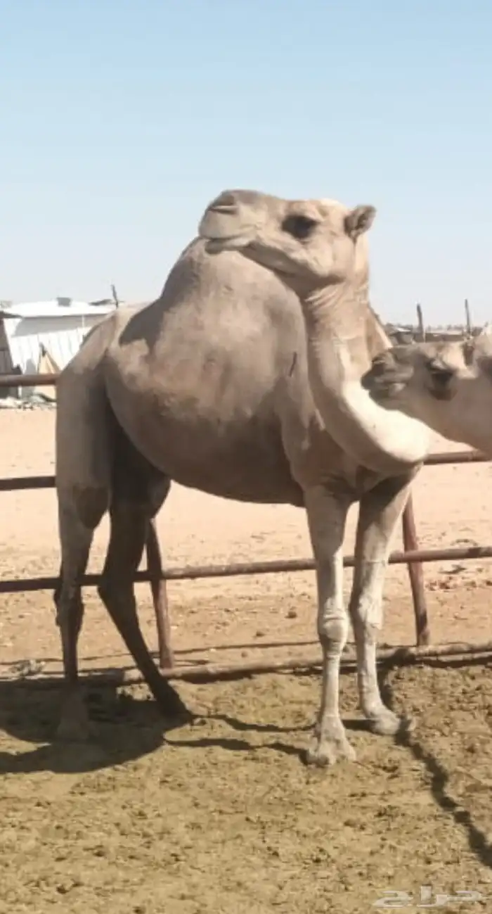 بنت الهاجس سابق بيدها 1