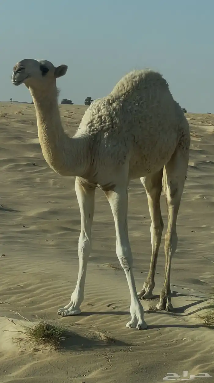 حوارة فرديه 3