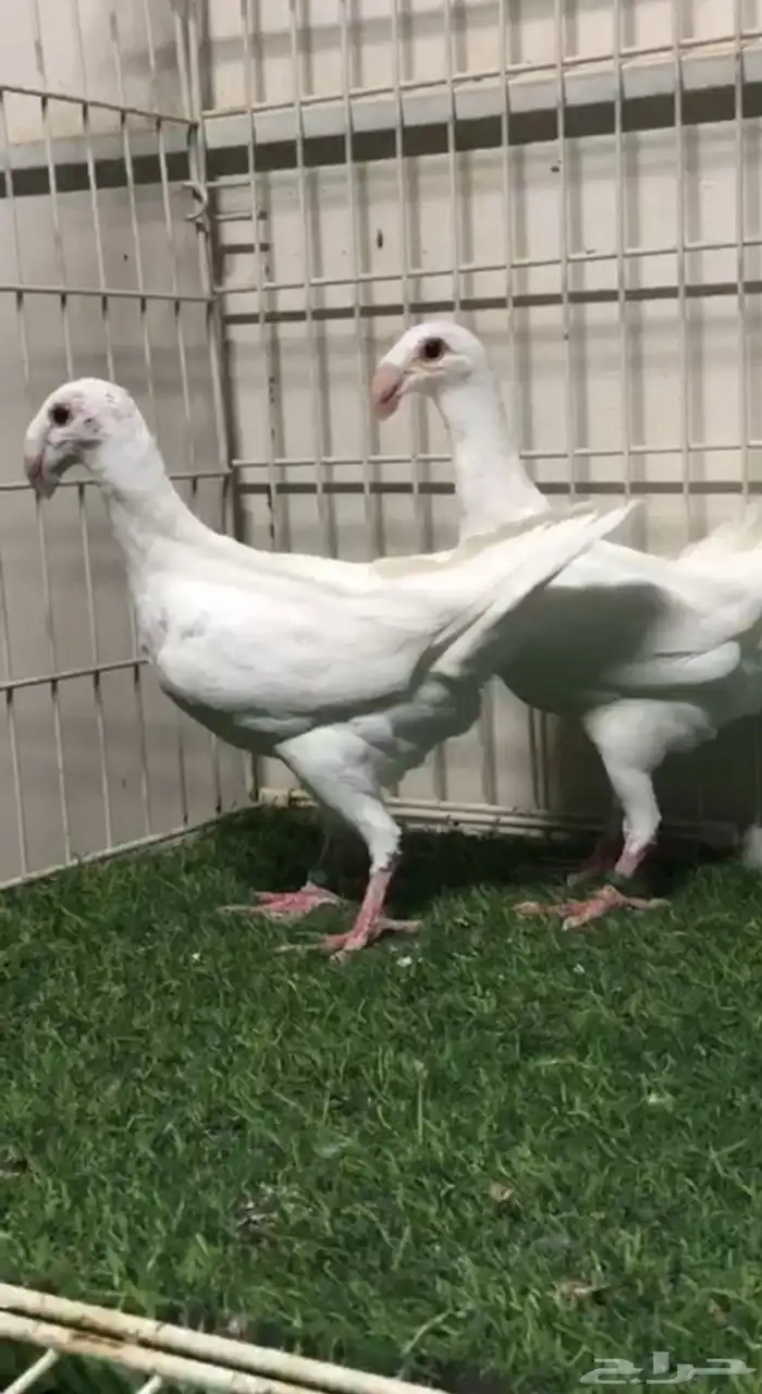 طبه هومر ابيض 0