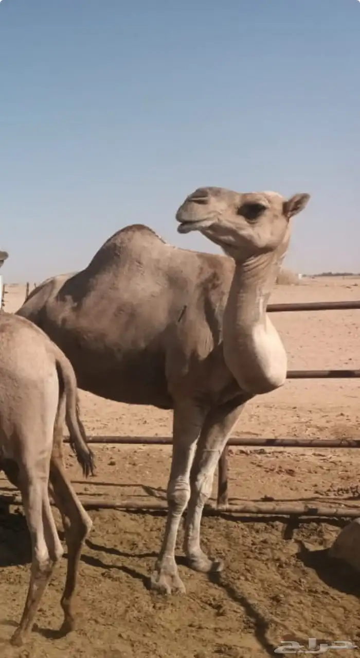 بنت الهاجس سابق بيدها 0