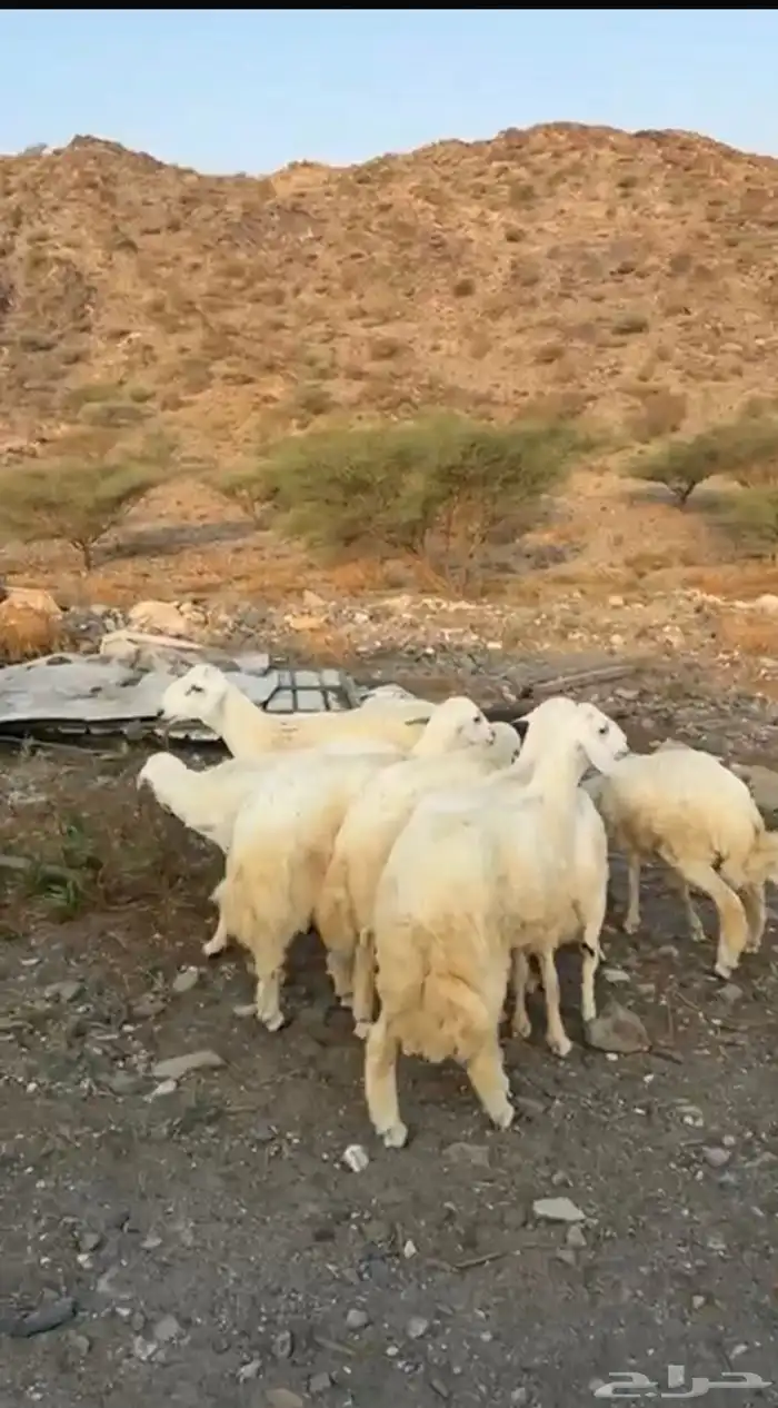 طليان جبره ومقفله شحم البيع جمله وتفريد 1