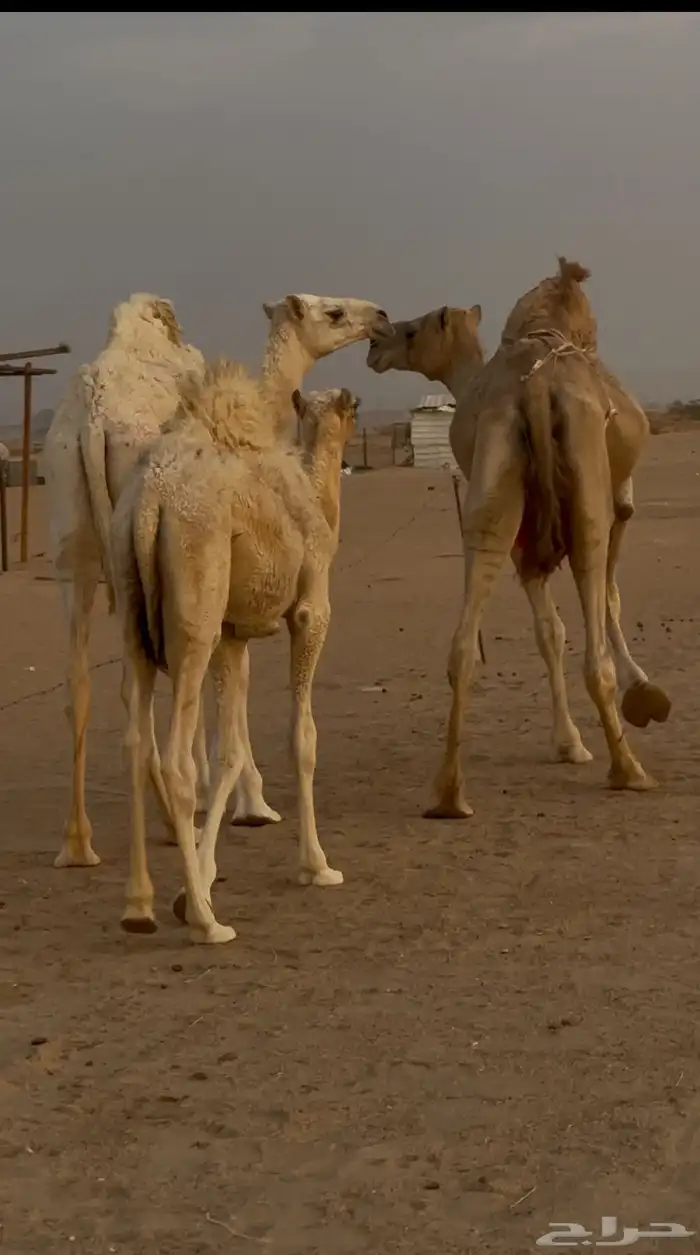 ناقه ومعها بنتها 2 5