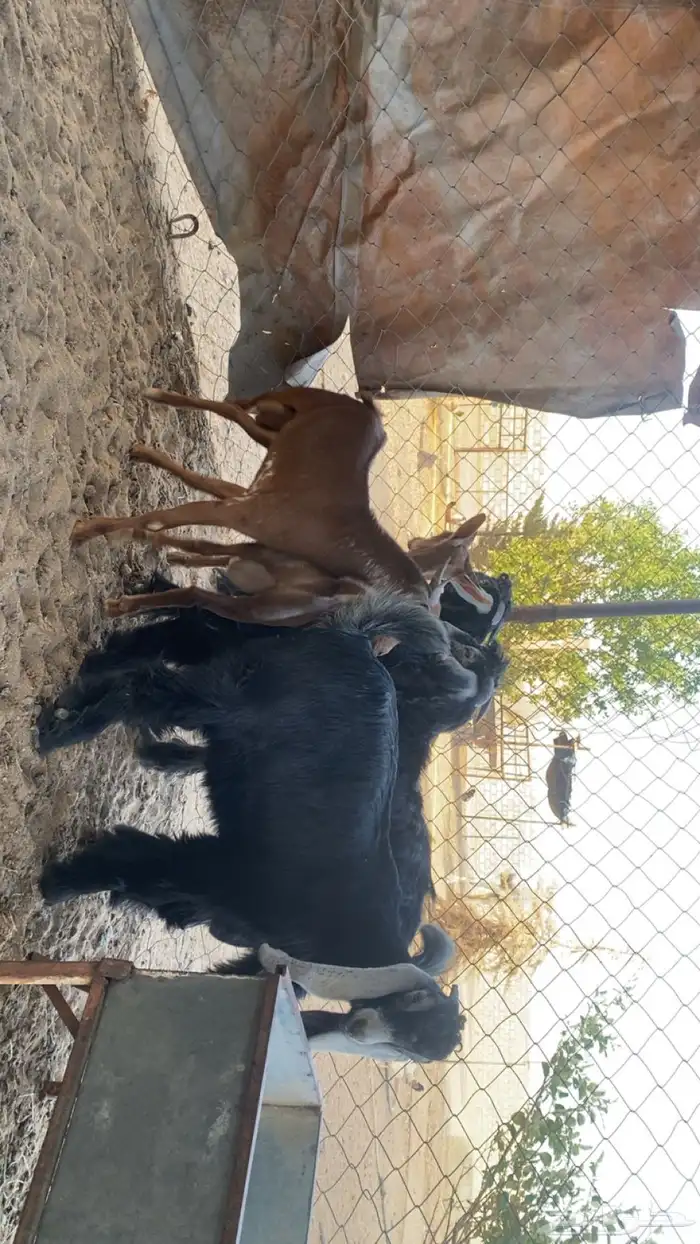 تيوس عوارض ومحايليه انتاج 0