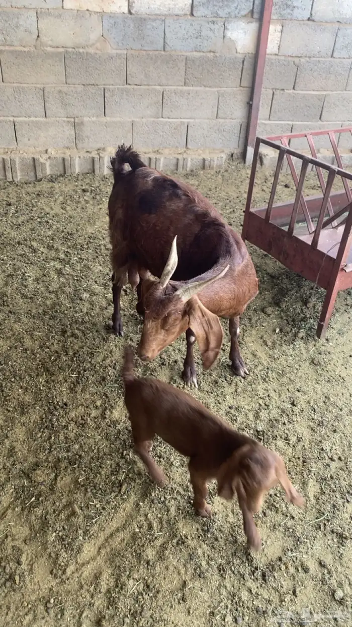 معزا للبيع و شاه حريه خلفات 2