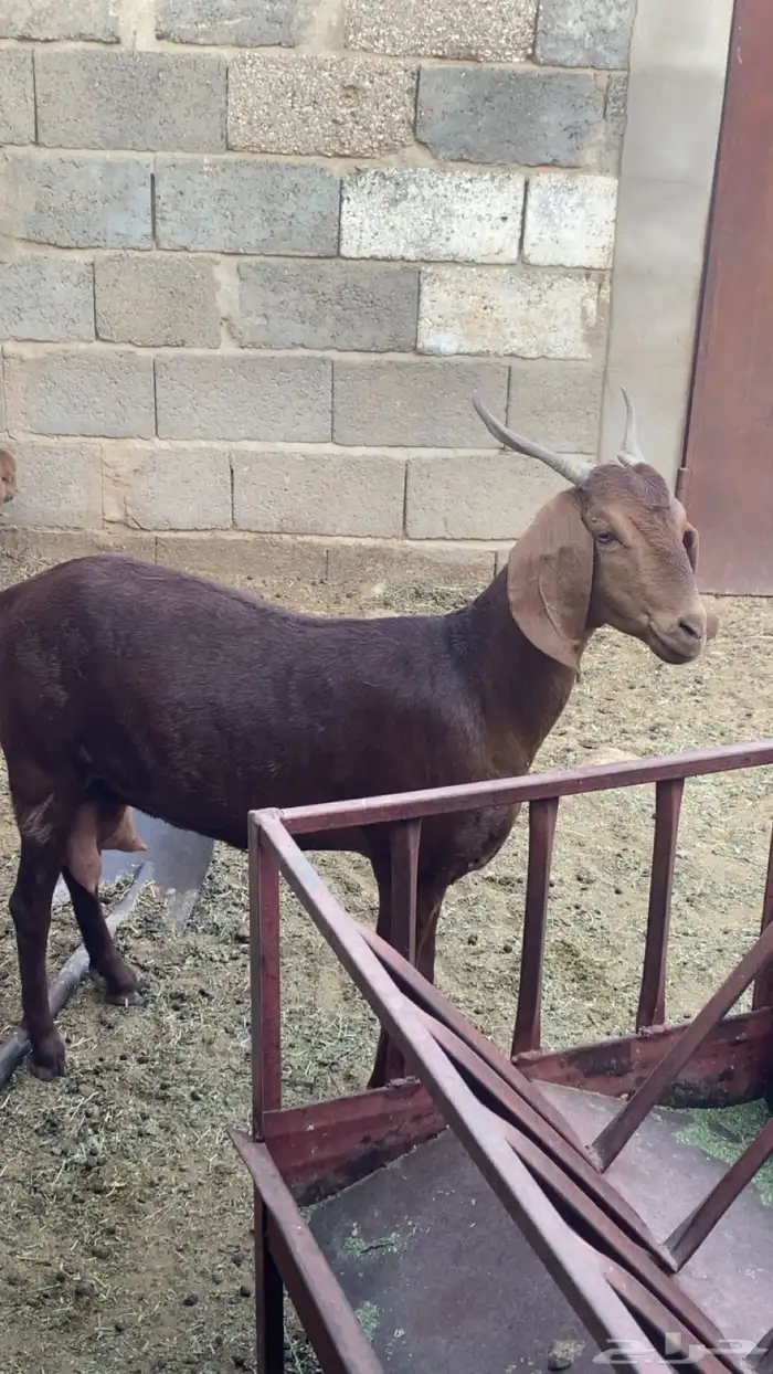 معزا للبيع و شاه حريه خلفات 5