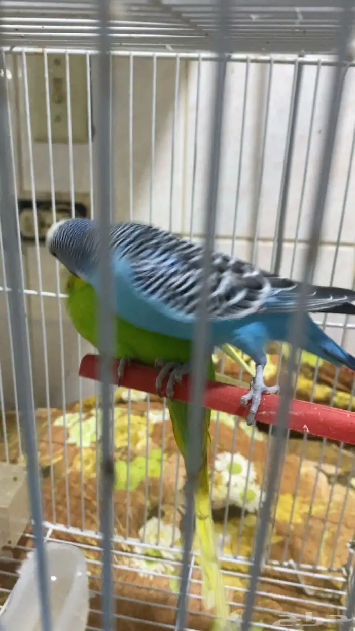 خمسه فردات بادجي صحه ونشاط 6