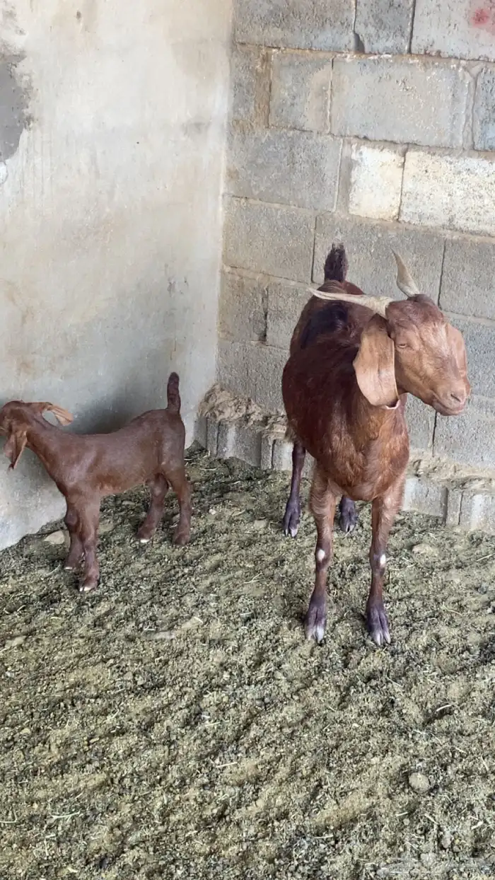 معزا للبيع و شاه حريه خلفات 4