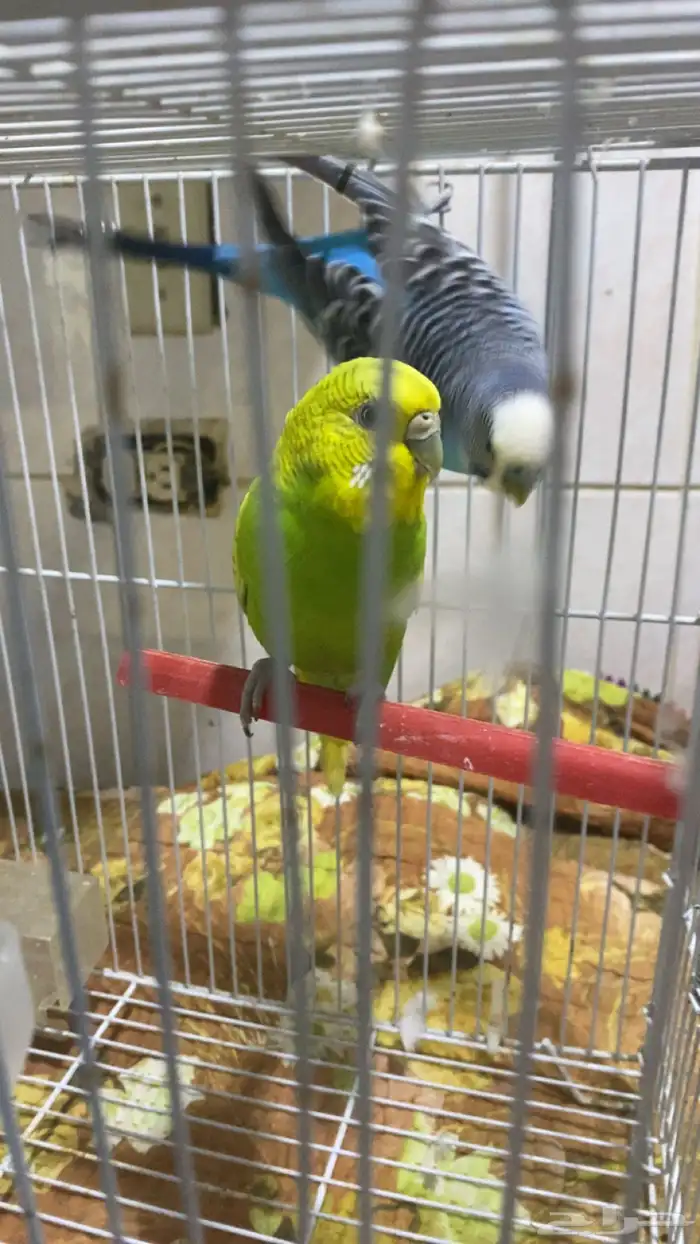 خمسه فردات بادجي صحه ونشاط 0