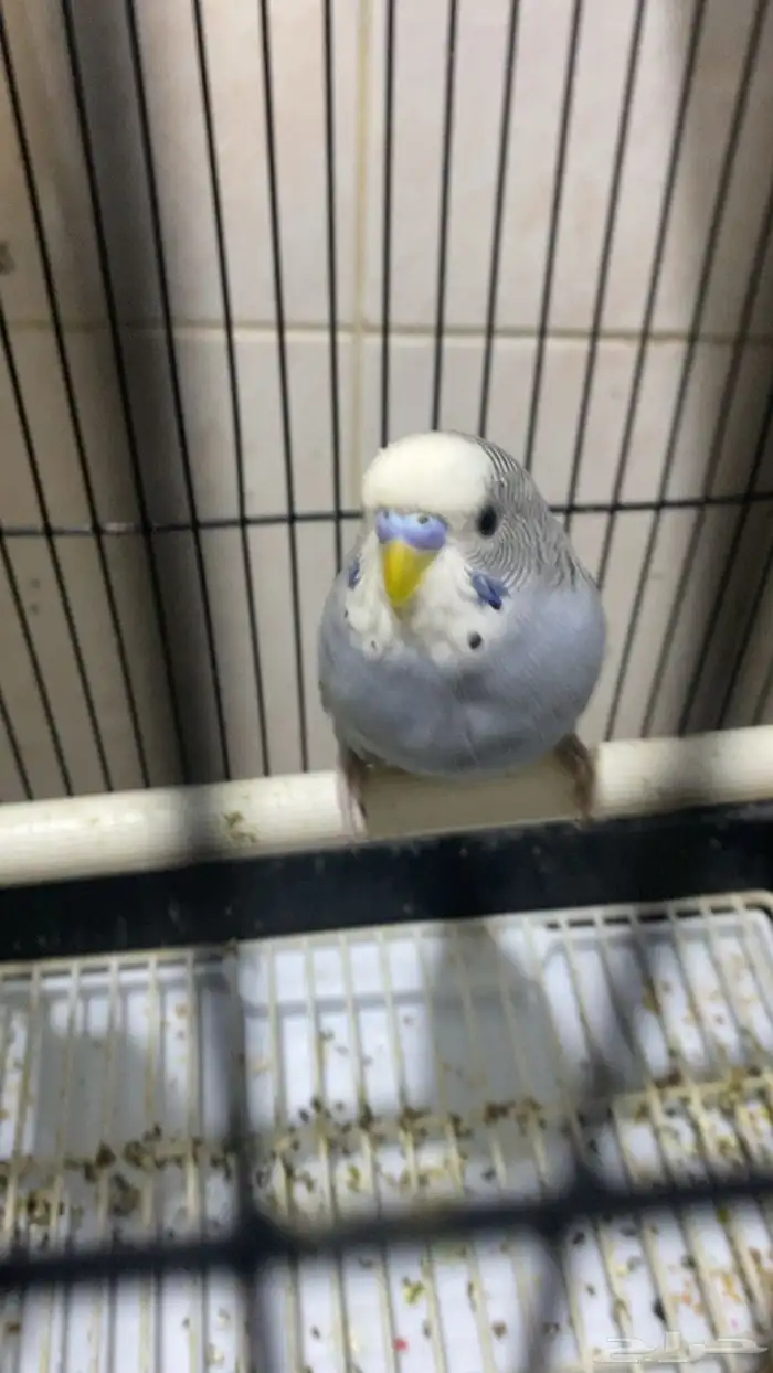 خمسه فردات بادجي صحه ونشاط 9