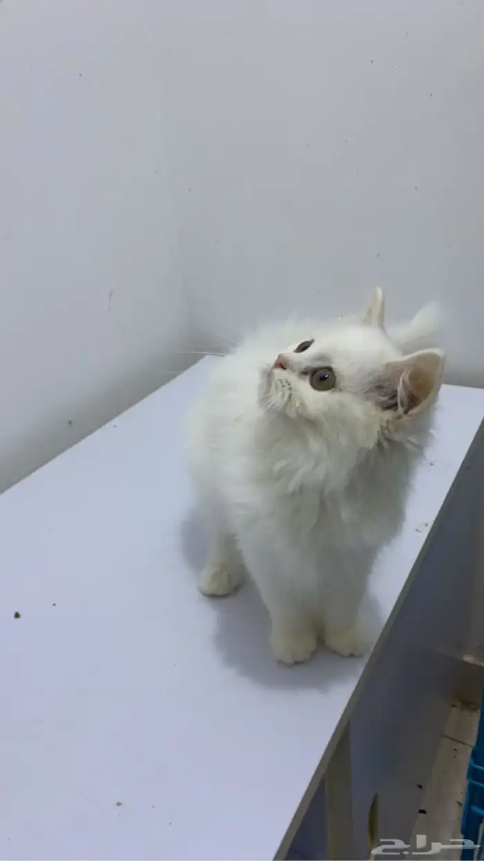 قط سكوتش ستريت 0