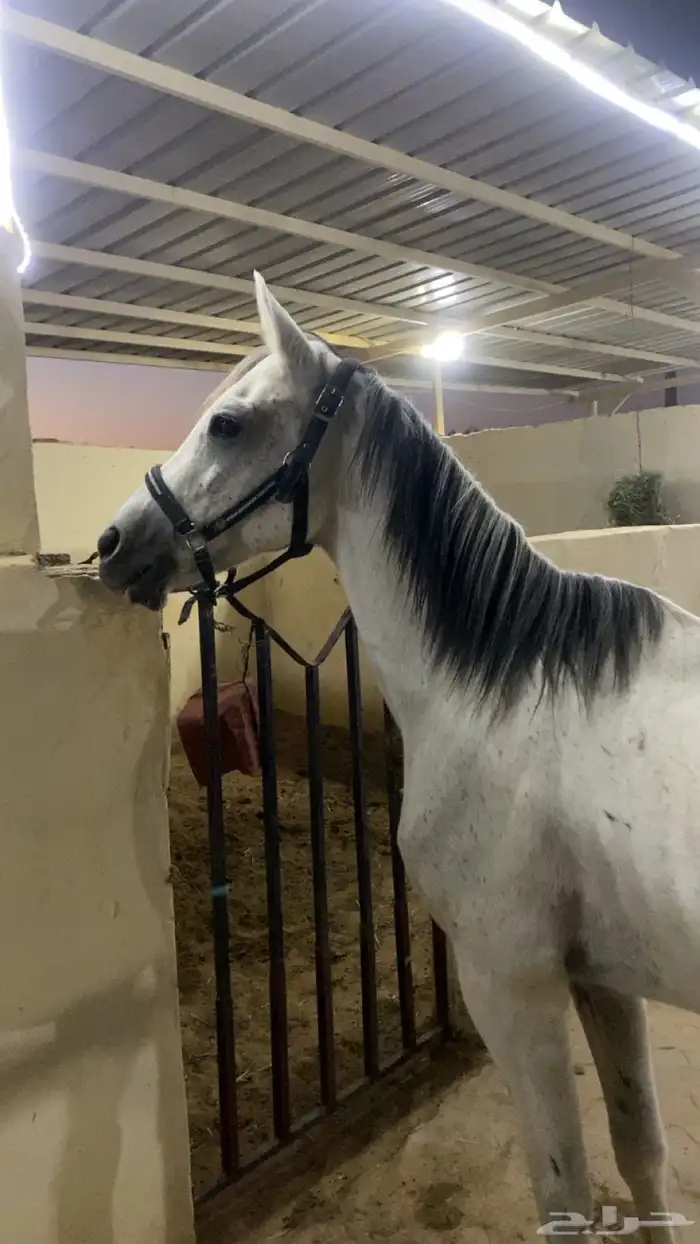 فرس شعبيه 0