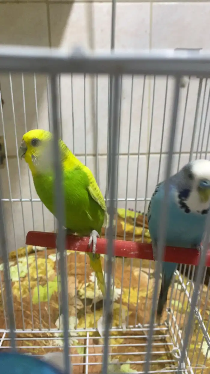 خمسه فردات بادجي صحه ونشاط 5