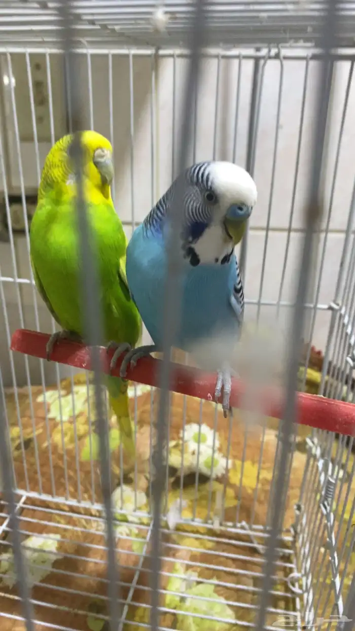 خمسه فردات بادجي صحه ونشاط 4
