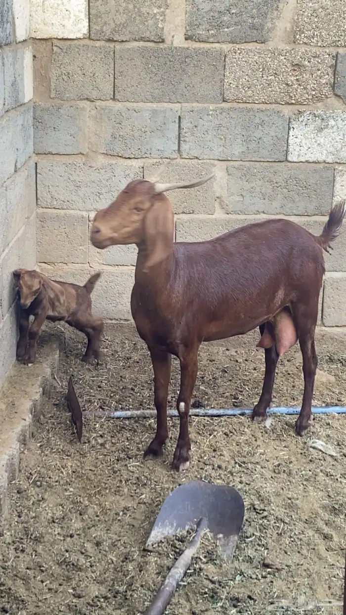 معزا للبيع و شاه حريه خلفات 1