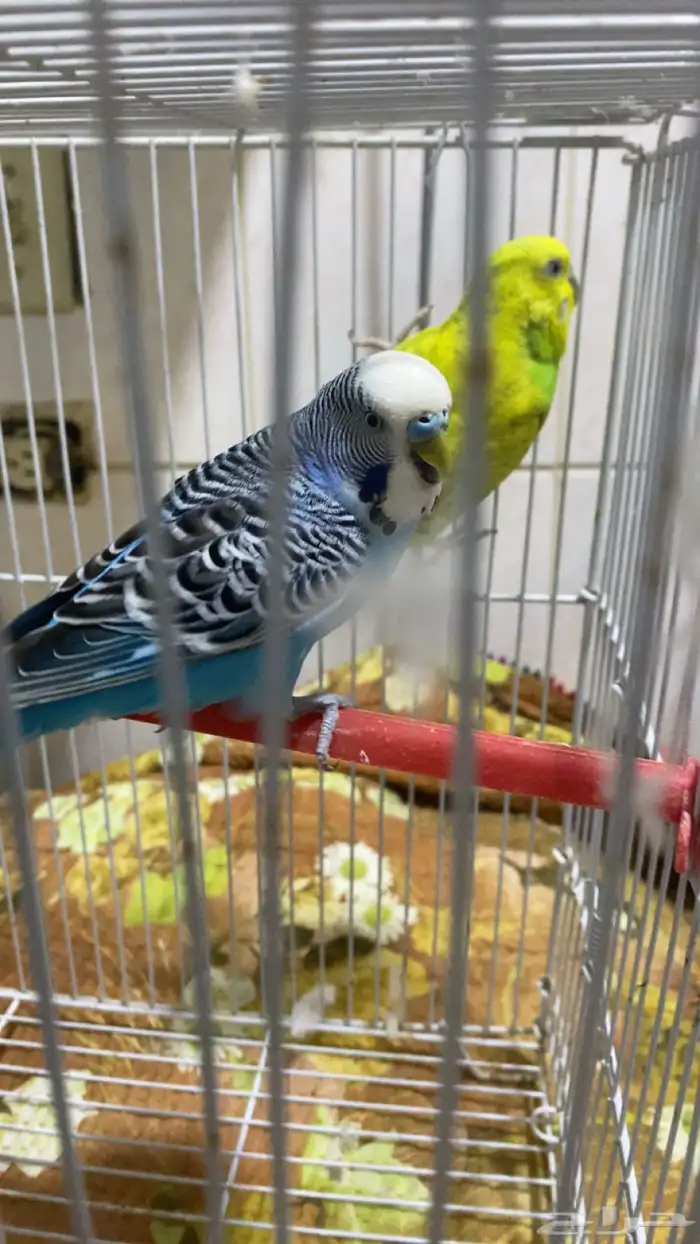 خمسه فردات بادجي صحه ونشاط 2