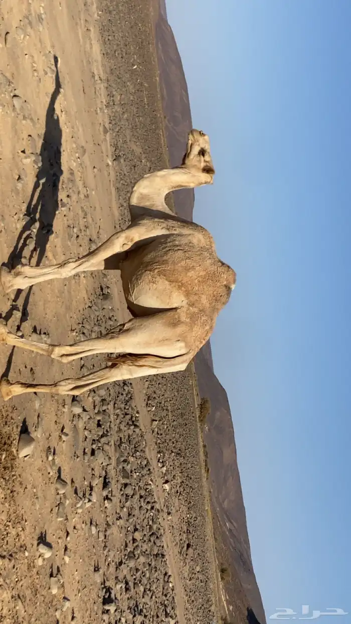 تبوك 0
