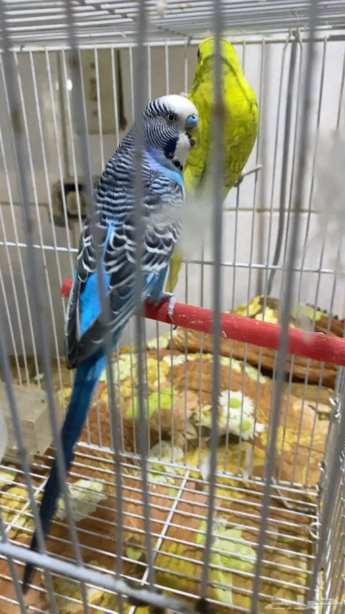 خمسه فردات بادجي صحه ونشاط 3