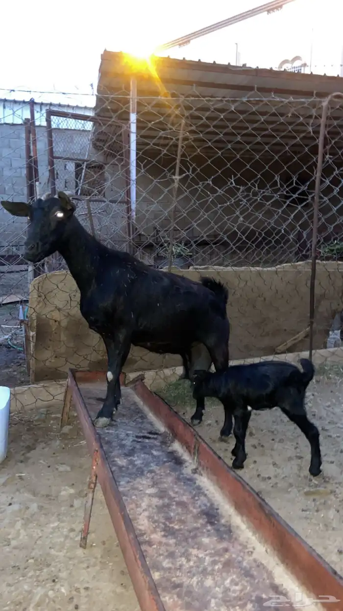 عنز وولدها للبيع 3