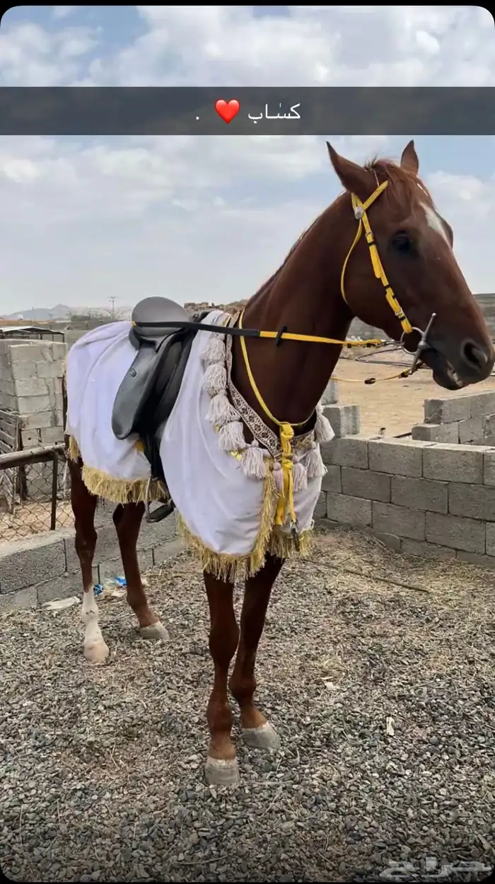 حصان انقليزي مشروك 0