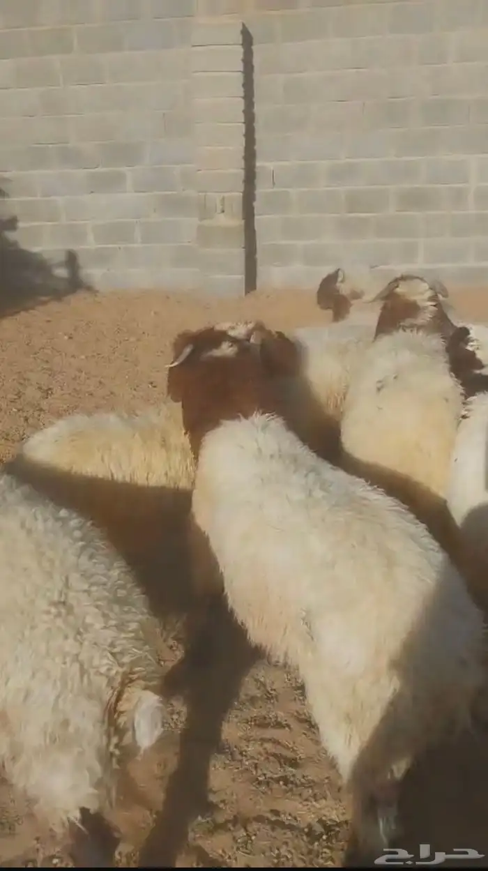 نعيم طليان 2