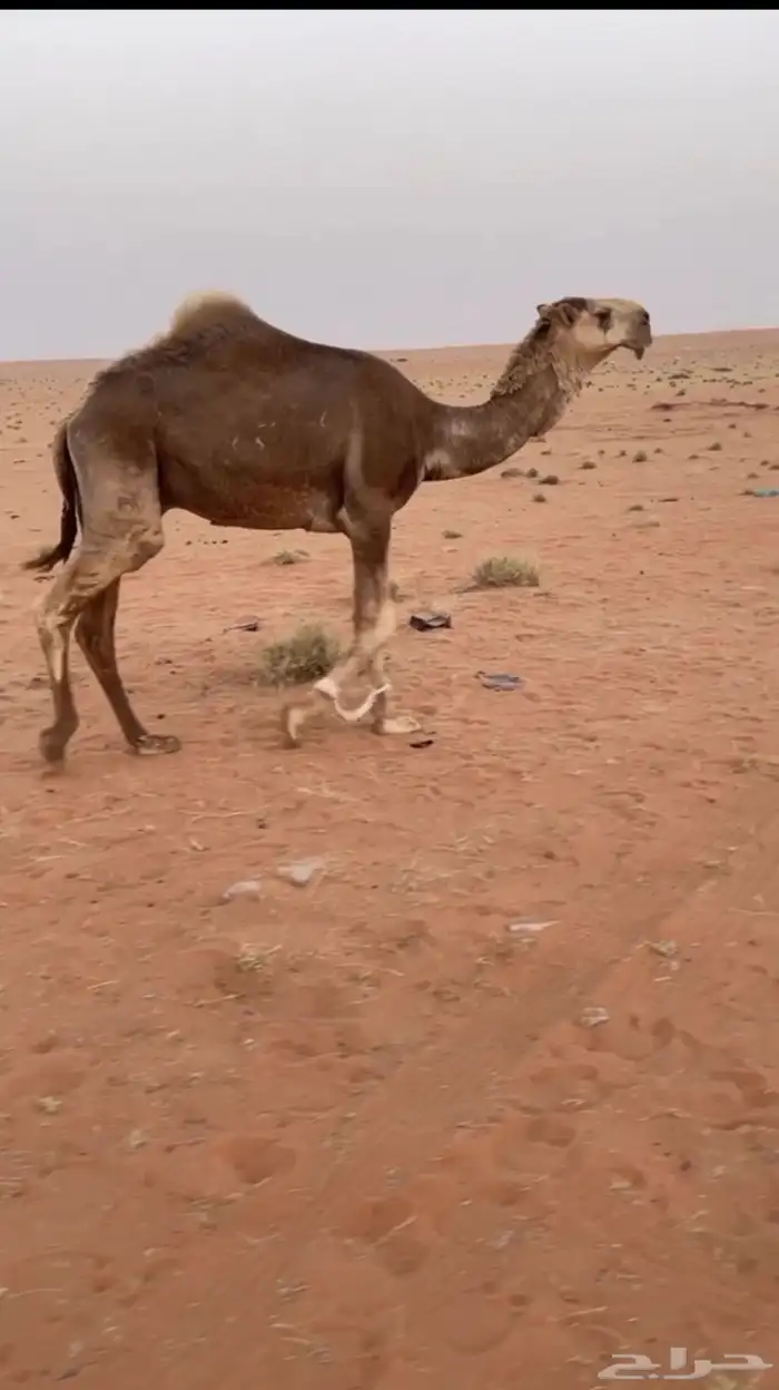قعود للبيع او بدل 0