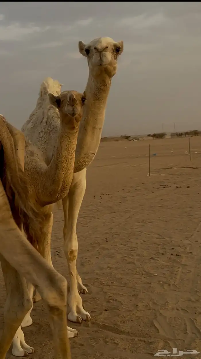 ناقه ومعها بنتها 2 1