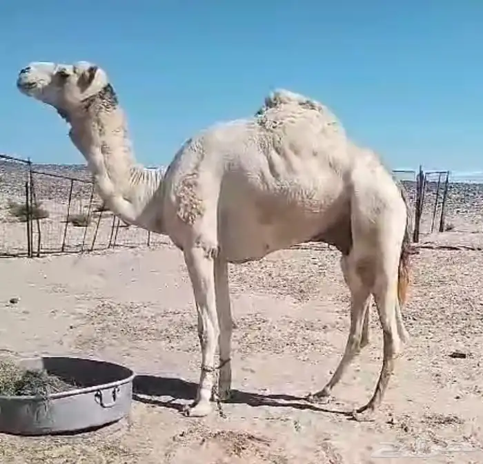 قعود حر 3