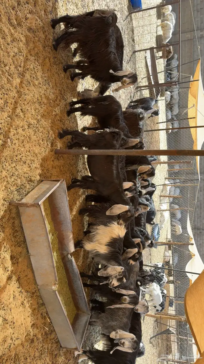معزى مراح 2