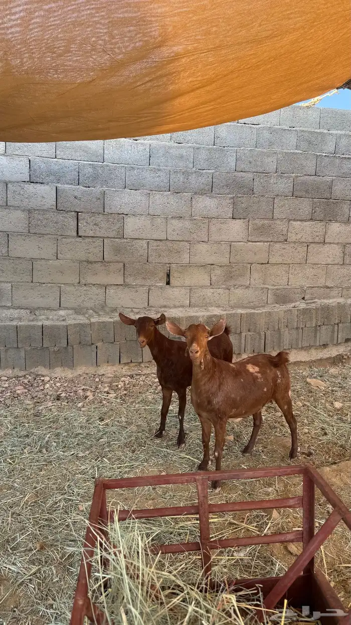 عنقان 2