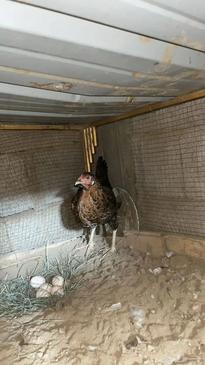 دجاج بلدي 24
