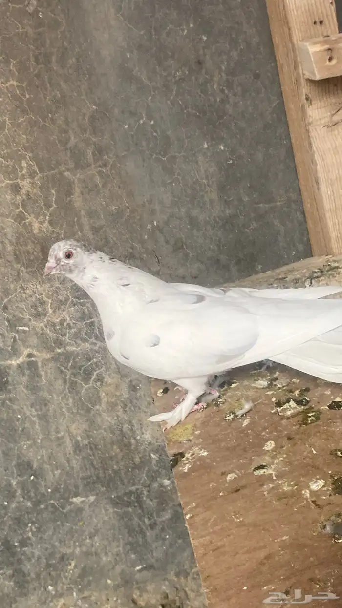 حمام شماسيه هزازيه 1