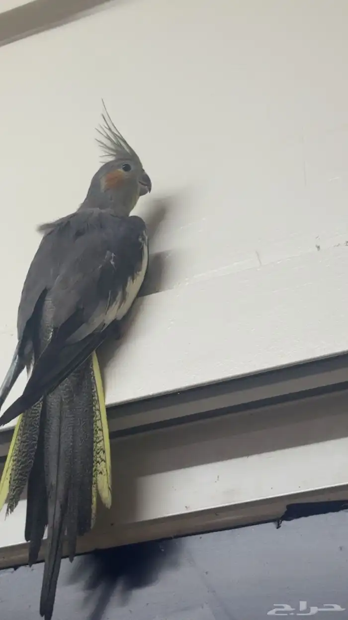 كروان منتجه غير اليفه حق تزاوج 0