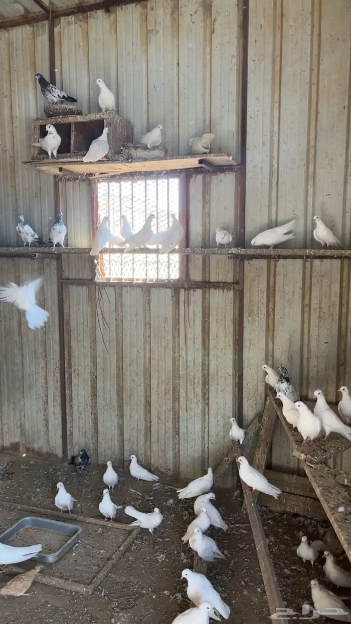 حمام صنعاني 0
