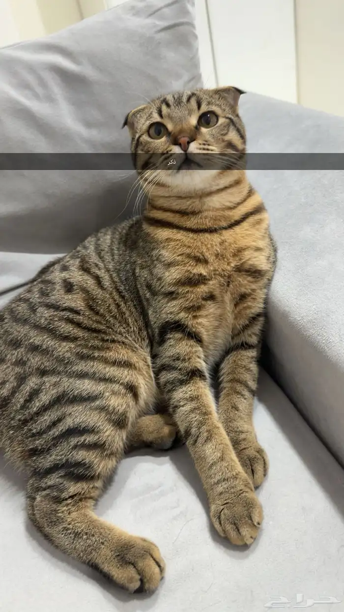 قطط للتبني 1