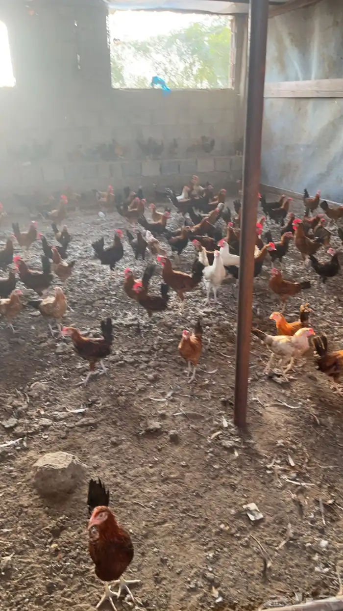 ديوك 0