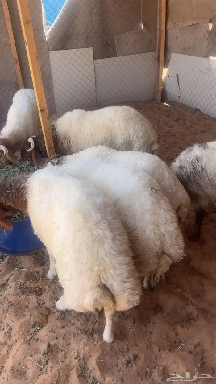 طليان نعيمي 1
