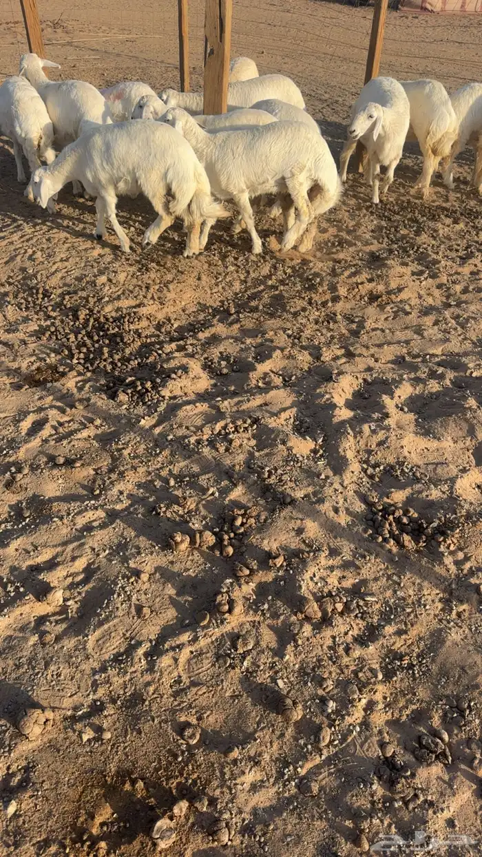 رخال حريات صنف الصنف 3