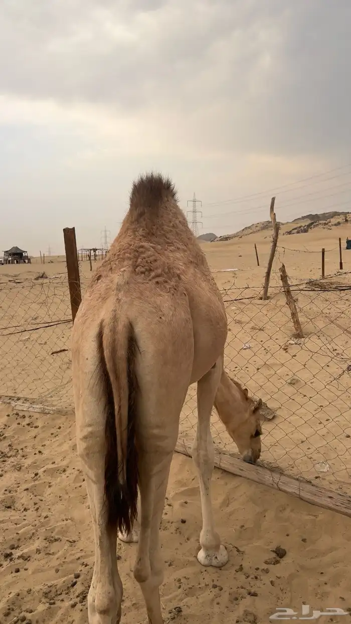 قعود للبيع على البن 1