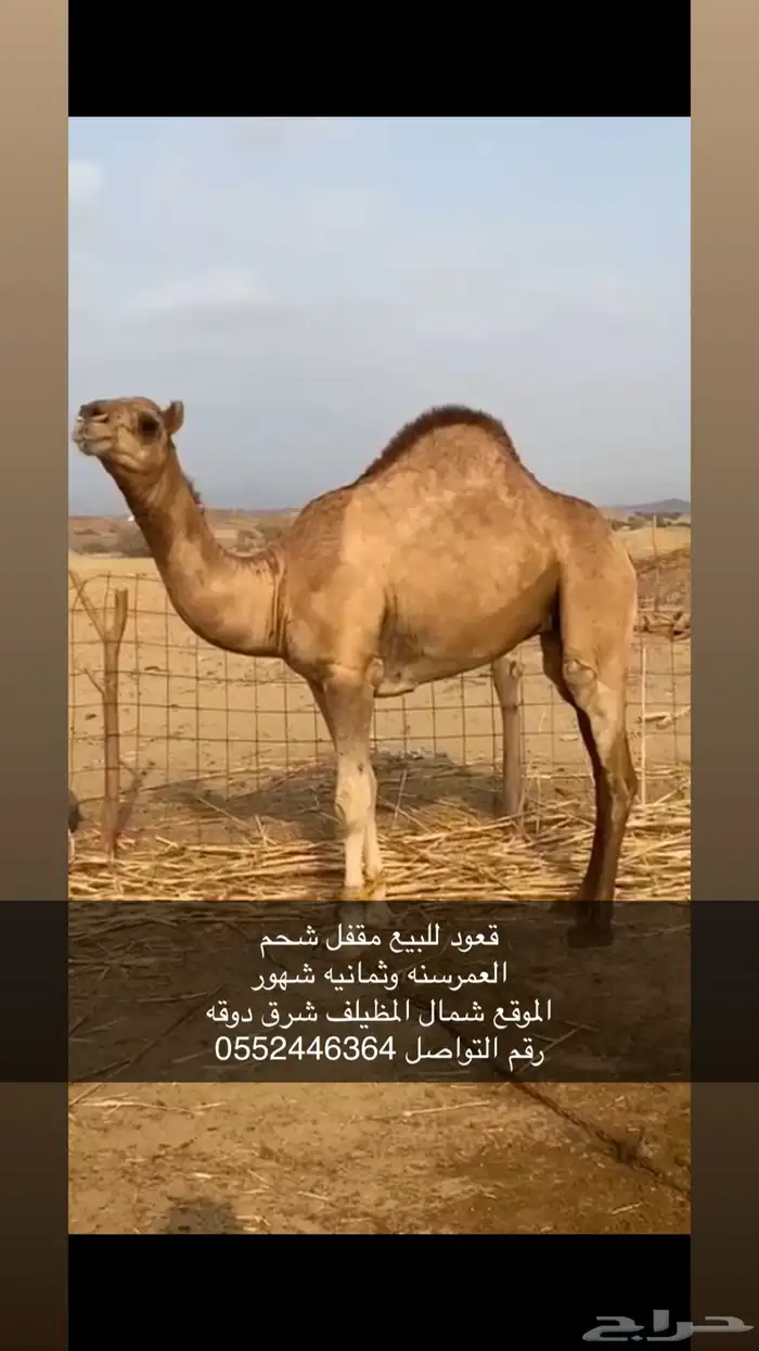 قعود للبيع 0