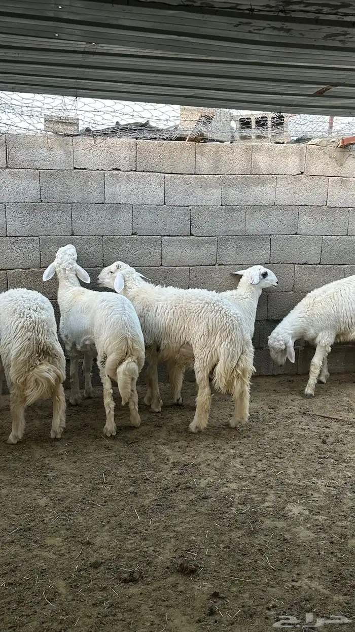 طليان جبره 1