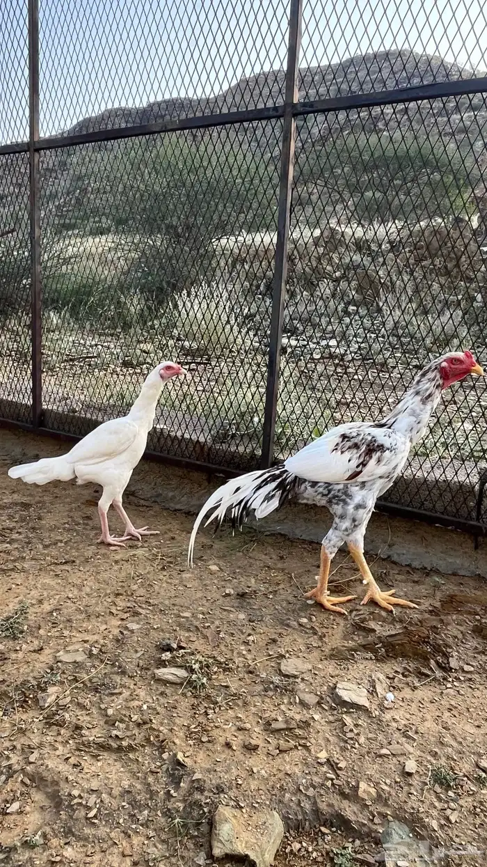 زوج سندي   العرضيات 4