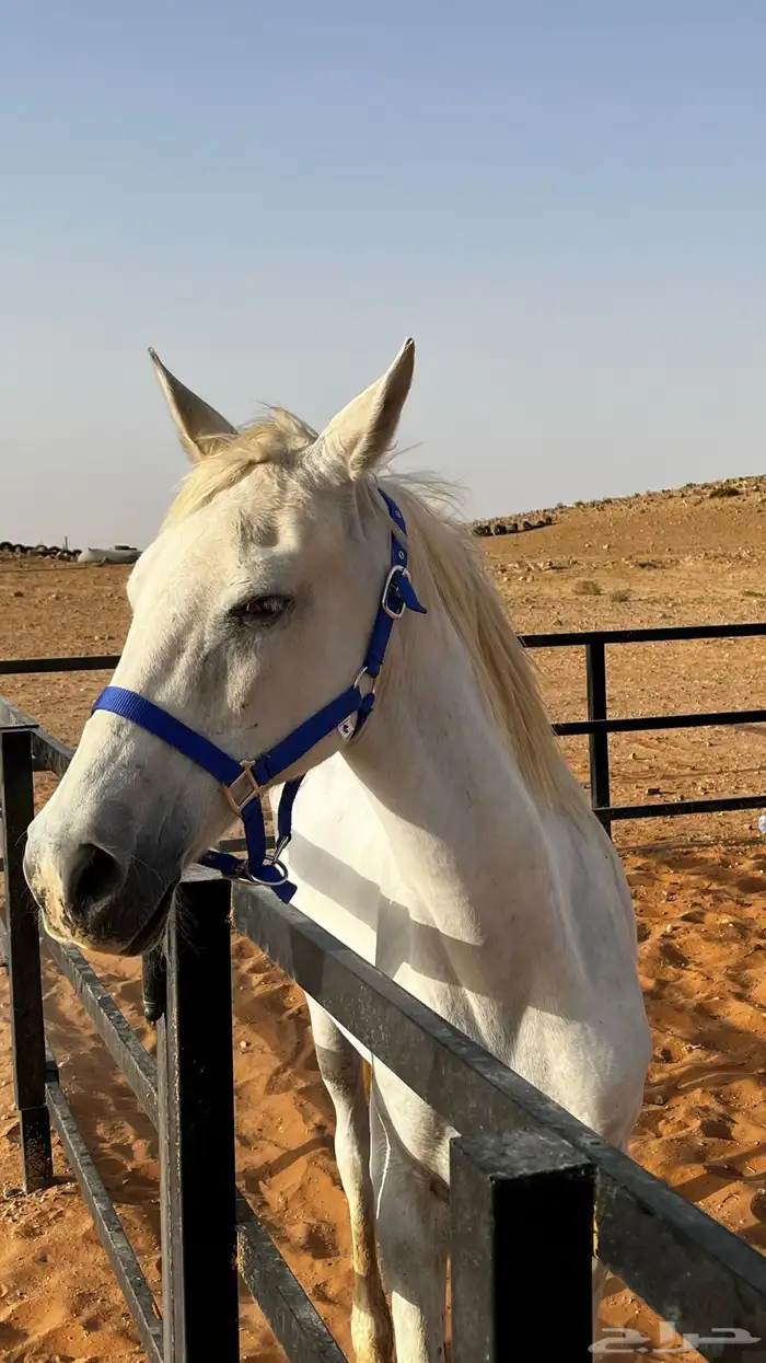 فرس شعبيه 1