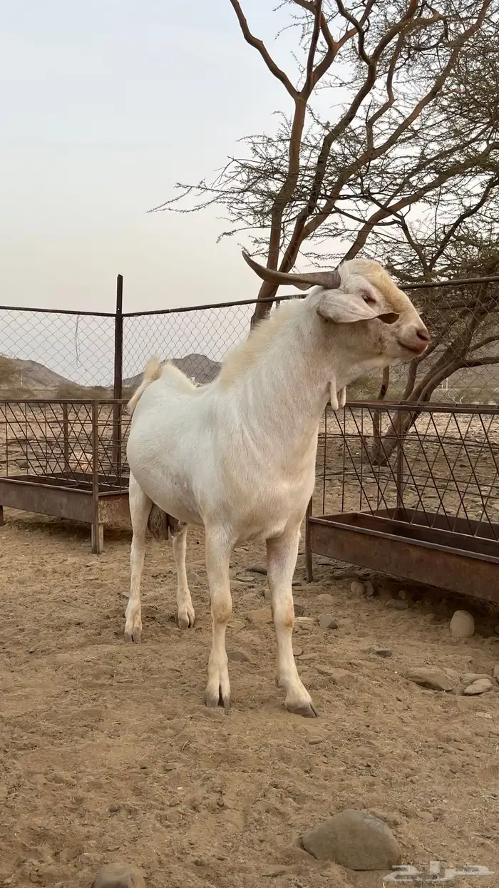 تيس جذع فحل صنف الصنف 0