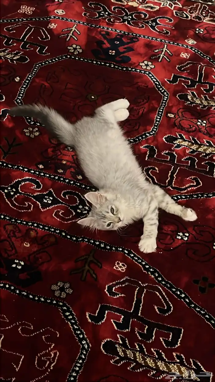 قط شيرازي للبيع عمره سنه مع اللتر بوكس و صحون اكله 2
